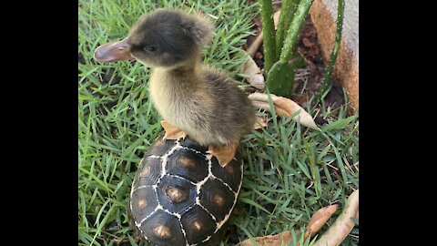 Duck being chased by baby