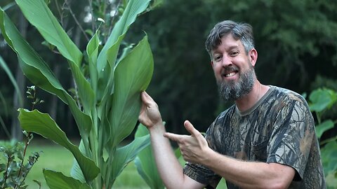 Why Mulch Is The Key To A Happy Garden In The Heat!