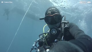 Dykker kysser hai i Azorene