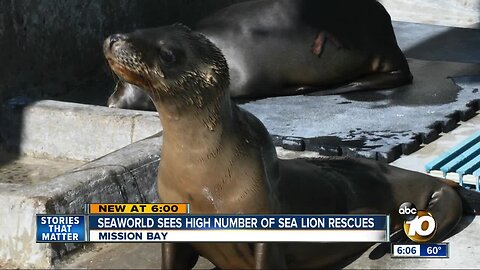 SeaWorld sees high number of sea lion rescues