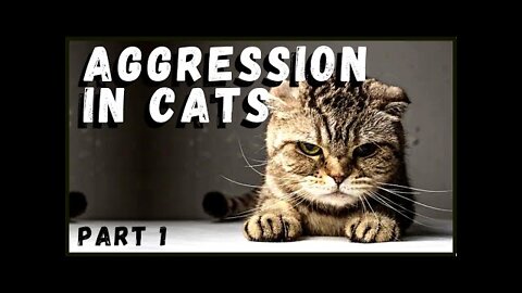 Aggression in Cats (Part 1)