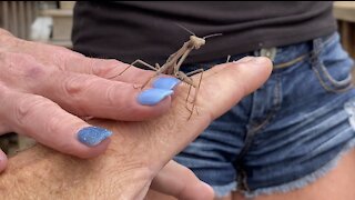 Praying Mantis, Farm Girl and Bantams