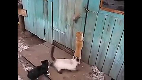 Funny Cats Clips in 30 Seconds