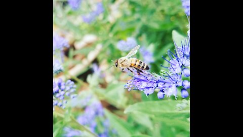 Bee plays with flowers