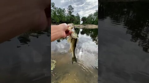 Bass on the Senko