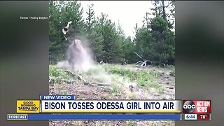 Fla. girl tossed in air when bison charges Yellowstone tourists