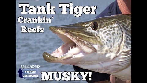 MUSKY! Tank Tiger Crankin' Reefs!