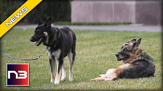 BAD DOG! Joe Biden’s Dog Has Another Incident, but this Time it was Inside the White House