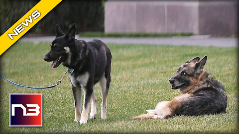 BAD DOG! Joe Biden’s Dog Has Another Incident, but this Time it was Inside the White House