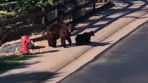 Bear sightings are increasing in Castle Pines; here's how to stay safe in Colorado bear country