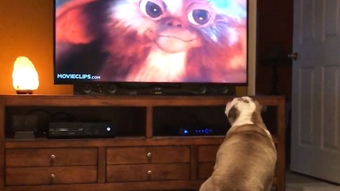 Compilation of bulldogs who love watching movies