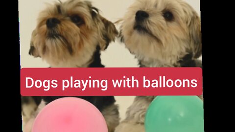 Cute Dogs playing with balloons.