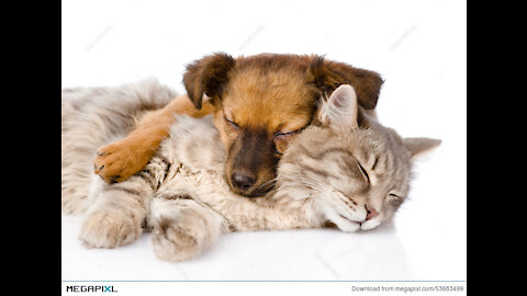 cats vs dog snoring