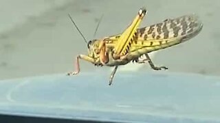 Sværm af græshopperne invaderer motorvej i Saudi Arabien
