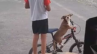 Cão espera pelo dono sentado em bicicleta