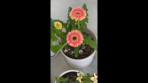 Beautiful Gerber Daisies