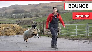 Pet sheep joyfully bouncing around a farmyard after its owner