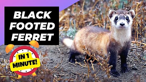 Black-Footed Ferret - In 1 Minute! 🦨 One Of The Most Endangered Animals In The Wild | 1MinuteAnimals