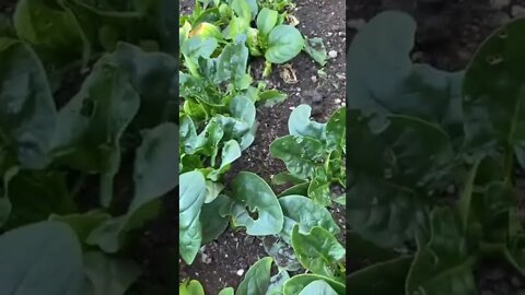 Blood Meal is Great for GREEN Spinach! Foodie Gardener™️, Shirley Bovshow