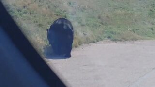 Bear outside my vehicle