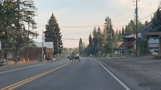 Deer Crossing in Idaho