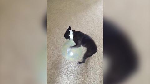 French Bulldog Dog plays with a ball and walks backward