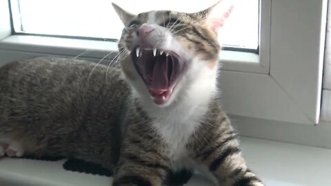 Yawning Cat ASMR