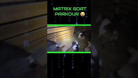 matrix goat parkour sticks to wall #shorts