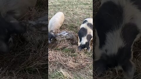 Using my KuneKune Hogs to help me get ready for spring! #shorts