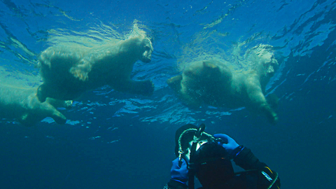 Swimming With A Wild Polar Bear Family