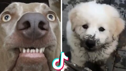Ultimate Funny Dogs Compilation! 🐕 Most Viral DOGS on the internet!