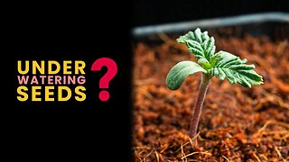 Science of Under Watering Your Seeds