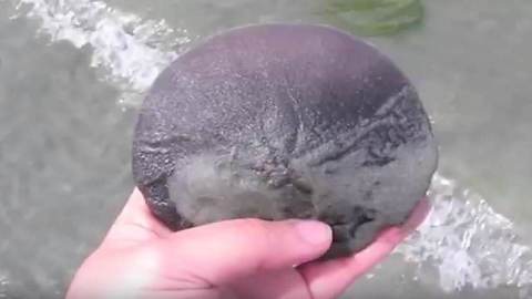 Woman Makes Stunning Realization After Finding Sand Dollar