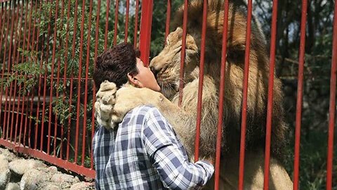 Most Emotional Animals Reunions