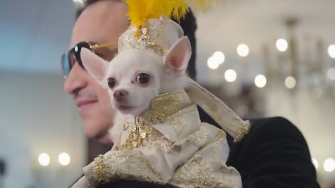 Beautiful dogs fashion 💄 show with expensive costumes
