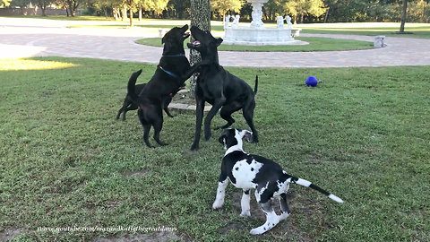 Happy Great Dane & puppy enjoy dog party