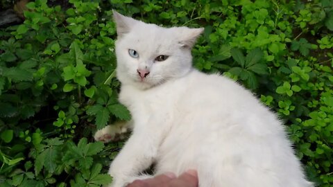 Брошенный Белые кошки с голубыми глазами
