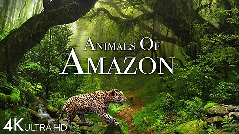 Animals of Amazon 4K - Animals That Call The Jungle Home - Amazon Rainforest -Scenic Relaxation Film