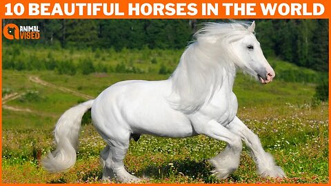 10 Most Beautiful Horses on Planet Earth | Beautiful Horses in the World | Animal Vised