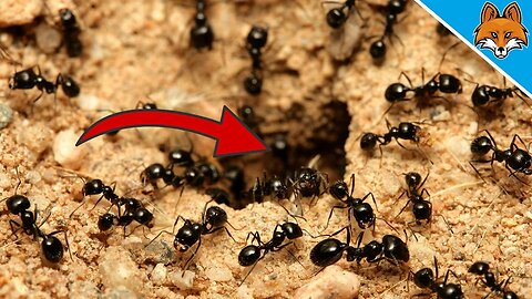 How to get rid of ANTS ⚡️ With THESE home remedies it really works 💥