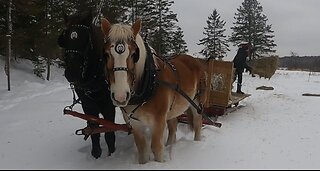 Feeding The Horses In A NEW SPOT!