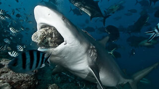 How Dangerous Is A Great White Shark Bite!