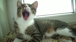 The Cute Yawning Kitten