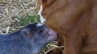 Cute Pig Wants To Be Friends With All Of The Dogs