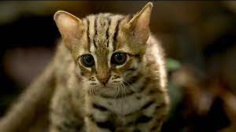 World's smallest cat 🐈