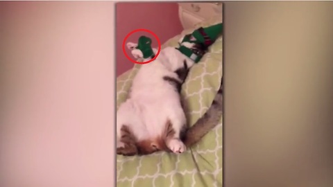 5 Cats Who Fail At Being Cats