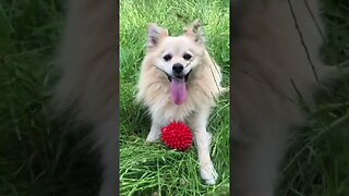 Estoy muy cansado después de jugar con la pelotita... #spitz_dog #dog #dogshorts #doglover #perros