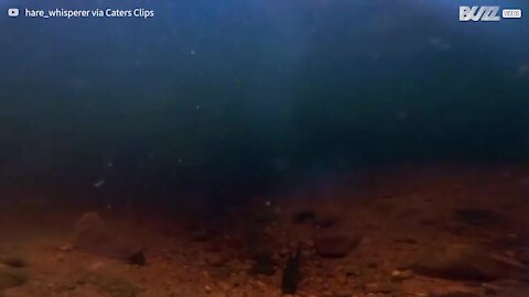 Cette caméra immergée a filmé un balbuzard attrapant un poisson