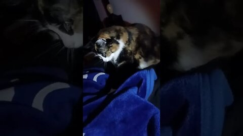 Tortie cat woke me up kneading in the dark