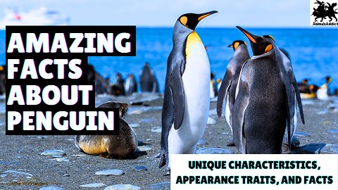 Amazing Facts About Penguin | Fascinating Facts About Penguin | Traits, Appearance & Characteristic